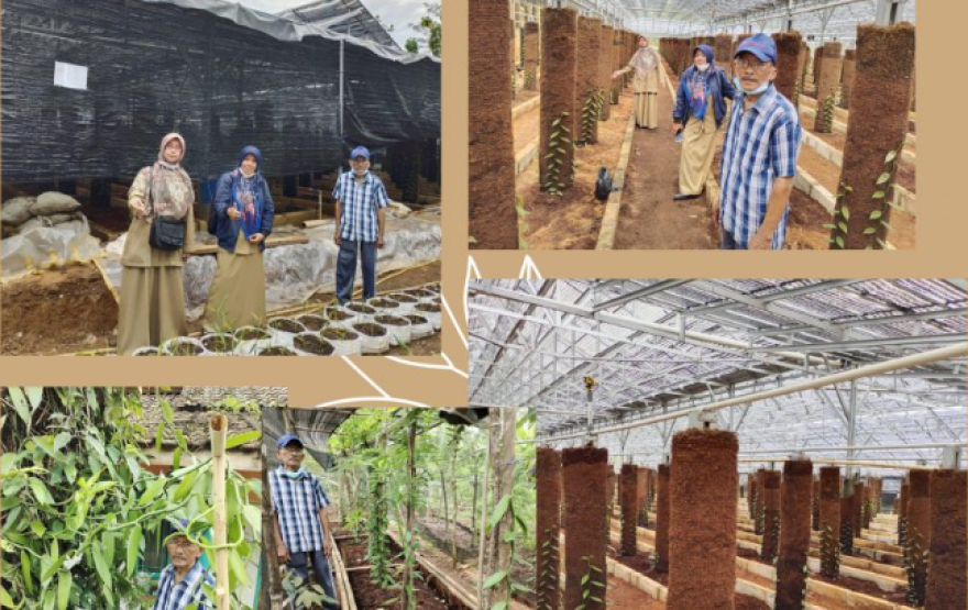 Mengoptimalkan Budidaya Vanili: Pengalaman Petani Karyamukti dalam Membudidayakan Tanaman Vanili Secara Tradisional dan Modern